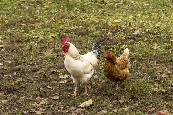 白いオンドリおよび茶色の鶏 デュアルパーパス 卵と肉 国内鳥のファームの芝生の上を歩く — ストック写真