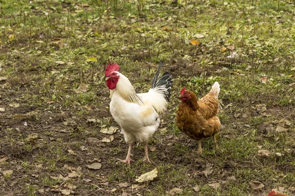 Gallo Bianco Pollo Bruno Dual Purpose Uova Carne Uccelli Domestici — Foto Stock