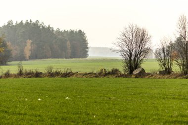 Geç sonbaharda. Alanları arasındaki sınırda yer alır büyük granit bir kayanın. Yeşil alanlar ve orman ufukta. Podlasie, Polonya.