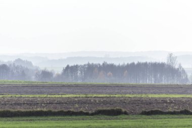 Arka sis sonbahar ormanlarda. Sürülmüş alanlar ve ön planda yeşil çayırlar. Podlasie, Polonya.
