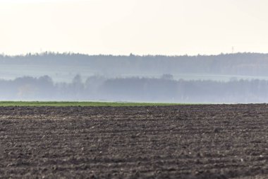 Geç sonbaharda. Karanlık alanları ve ön planda yeşil çayırlar sürülmüş. Ormanda sabah sis içinde belgili tanımlık geçmiş. Podlasie, Polonya.
