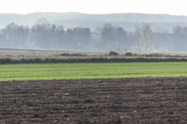 Geç sonbaharda. Karanlık alanları ve ön planda yeşil çayırlar sürülmüş. Ormanda sabah sis içinde belgili tanımlık geçmiş. Podlasie, Polonya.