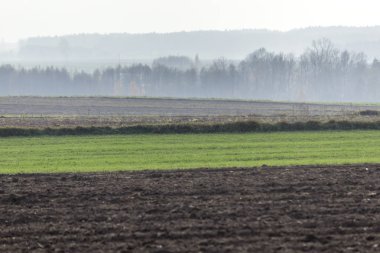 Geç sonbaharda. Karanlık alanları ve ön planda yeşil çayırlar sürülmüş. Ormanda sabah sis içinde belgili tanımlık geçmiş. Podlasie, Polonya.