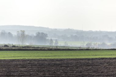 Geç sonbaharda. Karanlık alanları ve ön planda yeşil çayırlar sürülmüş. Ormanda sabah sis içinde belgili tanımlık geçmiş. Podlasie, Polonya.