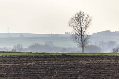 Geç sonbaharda. Karanlık alanları ve ön planda yeşil çayırlar sürülmüş. Ormanda sabah sis içinde belgili tanımlık geçmiş. Podlasie, Polonya.