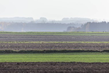 Geç sonbaharda. Karanlık alanları ve ön planda yeşil çayırlar sürülmüş. Ormanda sabah sis içinde belgili tanımlık geçmiş. Podlasie, Polonya.