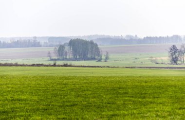 Geç sonbaharda. Yol ve yeşil çayırlar ön planda. Ormanda sabah sis içinde belgili tanımlık geçmiş. Podlasie, Polonya.