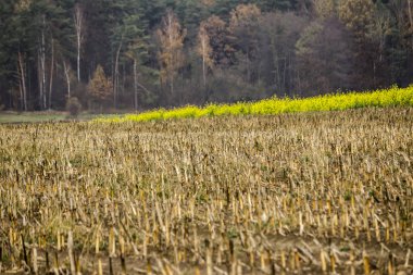 Geç sonbaharda. Sarı-yeşil hardal alan. Alan ve orman ağaçları. Tarım hakkında sitedir. Podlasie, Polonya.