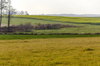 Geç sonbaharda. Sarı-yeşil hardal alan. Ön plan ve ufukta orman ağaçlarında. Tarım hakkında sitedir. Podlasie, Polonya.