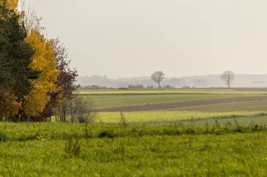 Geç sonbaharda. Sarı-yeşil hardal alan. Ağaçlar ön planda. Orman sis içinde belgili tanımlık geçmiş. Tarım hakkında sitedir. Podlasie, Polonya.