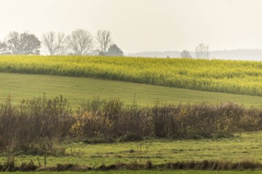 Geç sonbaharda. Sarı-yeşil hardal alan. Ağaçlar ön planda. Orman sis içinde belgili tanımlık geçmiş. Tarım hakkında sitedir. Podlasie, Polonya.