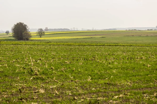 Otoño Campo Mostaza Amarillo Verde Pradera Con Hierba Primer Plano —  Fotos de Stock