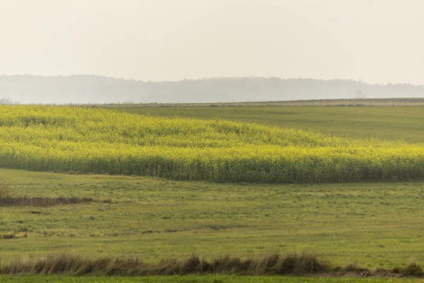 Finales Del Otoño Campo Mostaza Amarillo Verde Bosque Vacío Niebla —  Fotos de Stock