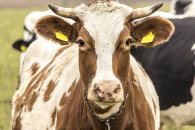 Closeup ow vardır kırmızı ve beyaz renk. Holstein be sığır. Geç sonbaharda. Süt çiftliği. Polonya.