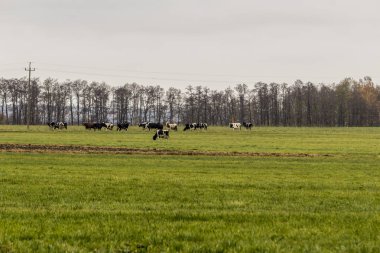 İnek sürüsü bir çayır ile yeşil çim üzerinde sıyırdı. Holstein be sığır. Geç sonbaharda. Süt çiftliği. Podlasie, Polonya.