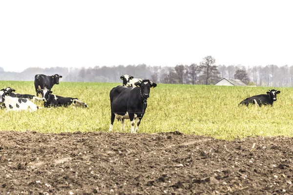 İnekler çayırda yeşil çim ile otlatma siyah ve beyaz renktedir. Holstein be sığır. Geç sonbaharda. Süt çiftliği. Podlasie, Polonya.