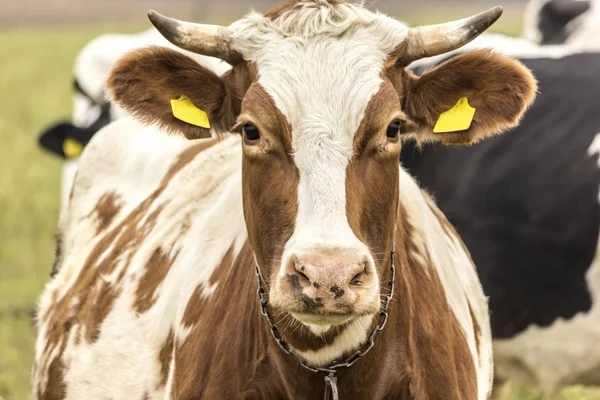 Closeup ow vardır kırmızı ve beyaz renk. Holstein be sığır. Geç sonbaharda. Süt çiftliği. Polonya.