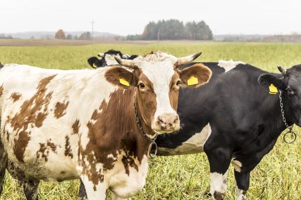 Kırmızı ve beyaz renk, yeşil çim ile bir çayırda otlatma inek var. Holstein be sığır. Geç sonbaharda. Süt çiftliği. Podlasie, Polonya.