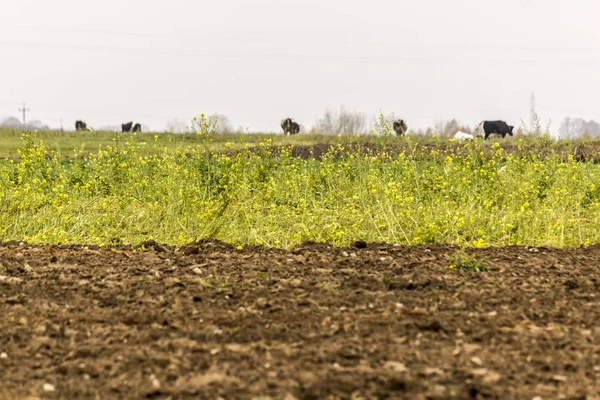牛の群れは 緑の草の牧草地で放牧される ホルスタイン種フリージアン牛 酪農場 ポーランドのポドラシェ県 — ストック写真
