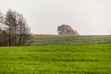 Geç sonbaharda. Yeşil çayır ön planda. Ağaçların yaprakları arka plan olmadan. Tarım hakkında site. : Podlaskie, Poland.