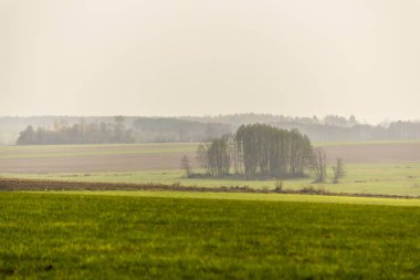 Geç sonbaharda. Yeşil çayır ve sarı alan ön planda. Ağaç ve orman sis içinde belgili tanımlık geçmiş. Tarım hakkında site. : Podlaskie, Poland.