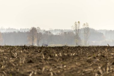 Geç sonbaharda. Biçilmiş Mısır alan. Anız kaynaklanıyor kalıntıları. Ağaç ve orman ufukta sisin içinde. Tarım hakkında site. : Podlaskie, Poland.