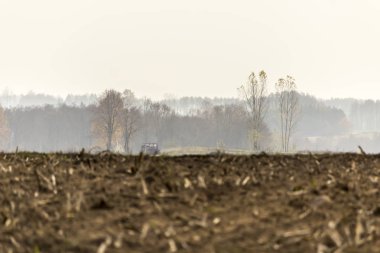 Geç sonbaharda. Biçilmiş Mısır alan. Anız kaynaklanıyor kalıntıları. Ağaç ve orman ufukta sisin içinde. Tarım hakkında site. : Podlaskie, Poland.
