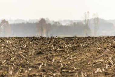 Geç sonbaharda. Biçilmiş Mısır alan. Anız kaynaklanıyor kalıntıları. Ağaç ve orman ufukta sisin içinde. Tarım hakkında site. : Podlaskie, Poland.