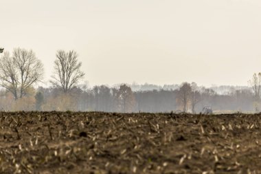 Geç sonbaharda. Biçilmiş Mısır alan. Anız kaynaklanıyor kalıntıları. Ağaç ve orman ufukta sisin içinde. Tarım hakkında site. : Podlaskie, Poland.