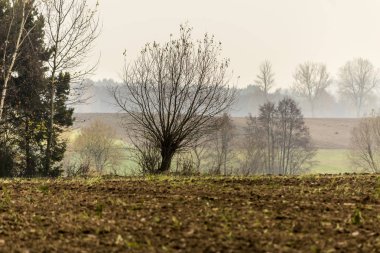 Geç sonbaharda. Yayılan alan ön planda. Ağaç ve orman sis içinde belgili tanımlık geçmiş. Tarım hakkında site. : Podlaskie, Poland.