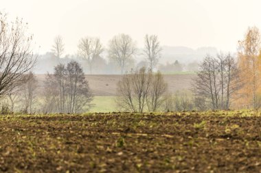 Geç sonbaharda. Yayılan alan ön planda. Ağaç ve orman sis içinde belgili tanımlık geçmiş. Tarım hakkında site. : Podlaskie, Poland.