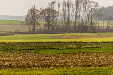 Geç sonbaharda. Biçilmiş alan ve çayırlar. Ağaçların yaprakları ve orman içinde belgili tanımlık geçmiş siste olmadan. Tarım hakkında site. : Podlaskie, Poland.