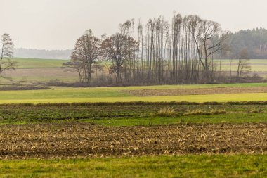 Geç sonbaharda. Biçilmiş alan ve çayırlar. Ağaçların yaprakları ve orman içinde belgili tanımlık geçmiş siste olmadan. Tarım hakkında site. : Podlaskie, Poland.