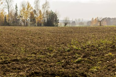 Geç sonbaharda. Sürülmüş alan ön planda. Ağaçların yaprakları, sarı ağaç ve orman içinde belgili tanımlık geçmiş. Tarım hakkında site. : Podlaskie, Poland.