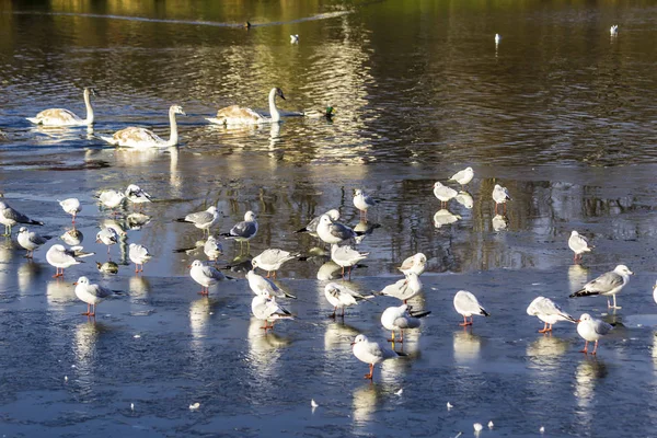 Cisnes Jovens Estão Nadando Lago Cidade Gaivotas Repousam Sobre Gelo — Fotografia de Stock