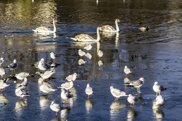 Cisnes Jovens Estão Nadando Lago Cidade Gaivotas Repousam Sobre Gelo — Fotografia de Stock