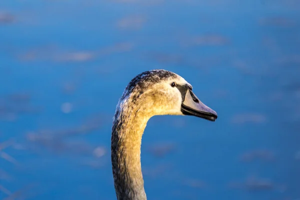 Cabeça Cisne Jovem Fecha Uma Ave Aquática Grande Orgulhosa Margem — Fotografia de Stock