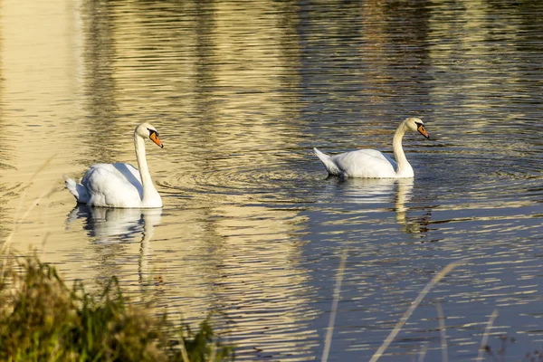 Dois Cisnes Brancos Nadam Lago Cidade Reflexão Casas Arranha Céus — Fotografia de Stock
