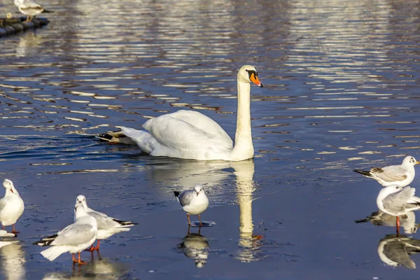 Cisne Branco Nada Lago Cidade Edifícios São Refletidos Água Gaivotas — Fotografia de Stock