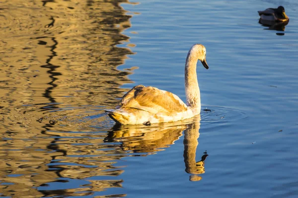 Ein Junger Schwan Schwimmt Stadtsee Hochhäuser Spiegeln Sich Wasser Seite — Stockfoto