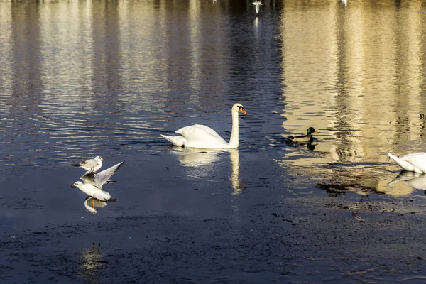 Cisne Branco Nada Lago Cidade Edifícios São Refletidos Água Gaivotas — Fotografia de Stock