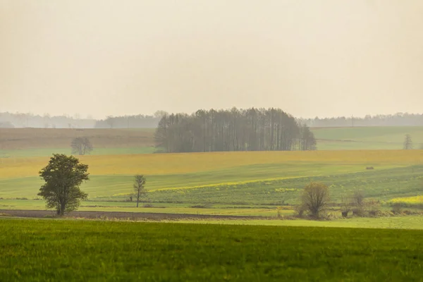Geç sonbaharda. Yeşil çayır ve sarı alan ön planda. Ağaç ve orman sis içinde belgili tanımlık geçmiş. Tarım hakkında site. : Podlaskie, Poland.