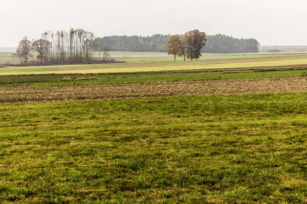 Geç sonbaharda. Biçilmiş alan ve çayırlar. Ağaçların yaprakları ve orman içinde belgili tanımlık geçmiş siste olmadan. Tarım hakkında site. : Podlaskie, Poland.
