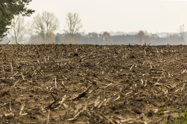 Finales Del Otoño Campo Maíz Segado Los Restos Los Tallos —  Fotos de Stock