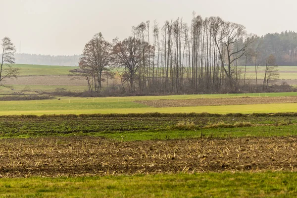 Geç sonbaharda. Biçilmiş alan ve çayırlar. Ağaçların yaprakları ve orman içinde belgili tanımlık geçmiş siste olmadan. Tarım hakkında site. : Podlaskie, Poland.