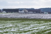 Trochu sněhu na orné půdě. Mléčné stodoly. Bílá a modrá rolích seno a siláž poblíž stodoly. Začátek zimy v Evropě.
