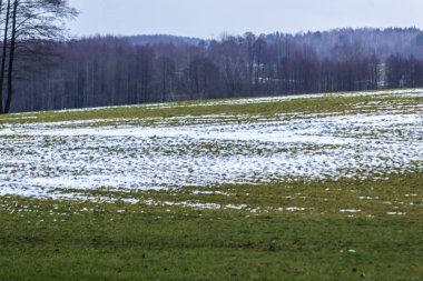 Ağaçlar yeşil çayır üzerinde biraz kar yatıyor kuşatır. Orman içinde belgili tanımlık geçmiş. Kış başında Avrupa'da.