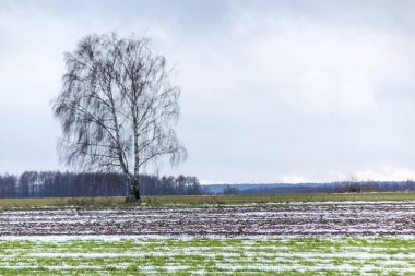 Tek bir huş tarıma ve kış buğday alanları arasında duruyor. Tarlada bazı kar var. Kış başında Avrupa'da.