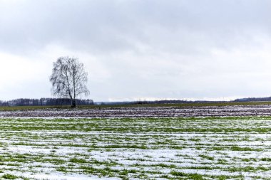 Tek bir huş tarıma ve kış buğday alanları arasında duruyor. Tarlada bazı kar var. Kış başında Avrupa'da.
