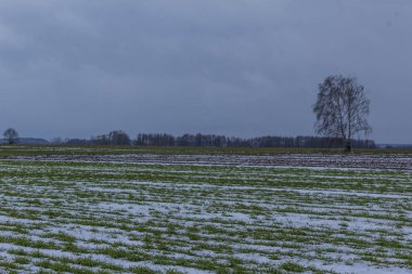Tek bir huş tarıma ve kış buğday alanları arasında duruyor. Tarlada bazı kar var. Kış başında Avrupa'da.